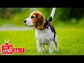 TV for Dogs 24/7: Video Endless Entertainment for Dogs to Watch Anti-Anxiety & Boredom-Music for Dog