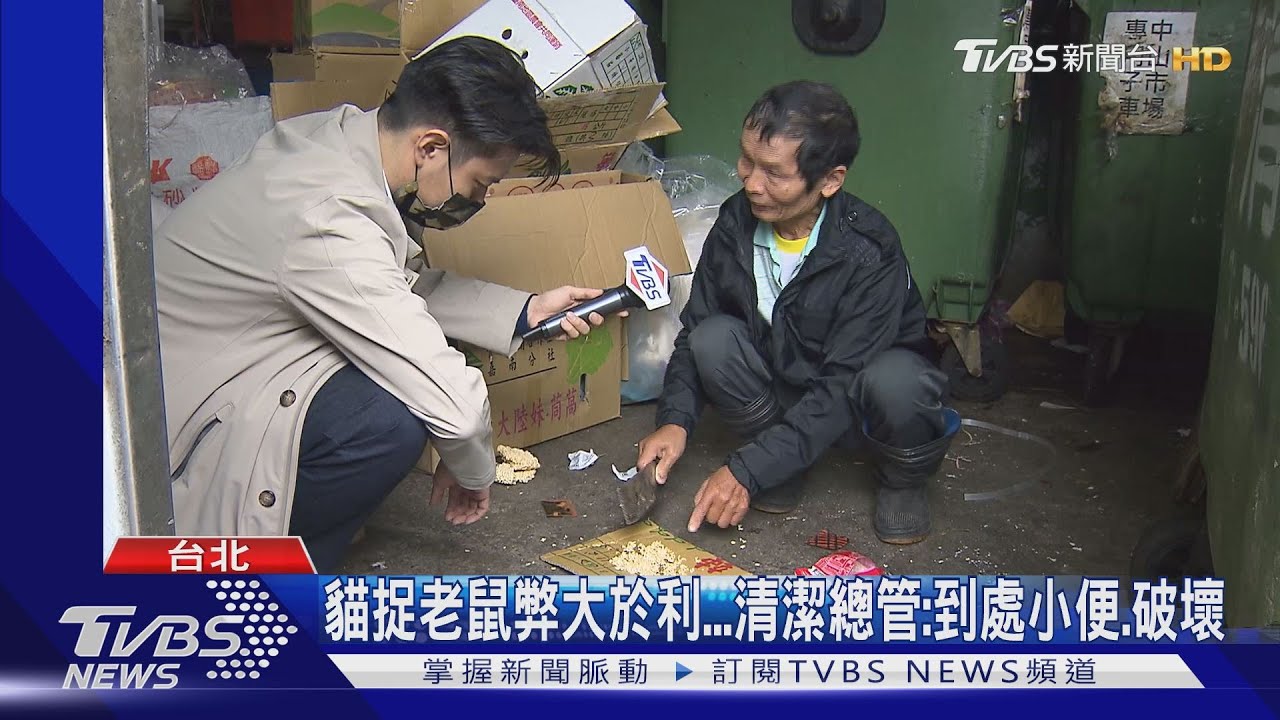 台版湯姆貓與傑利鼠! 議員說「菜市場養10隻抓」