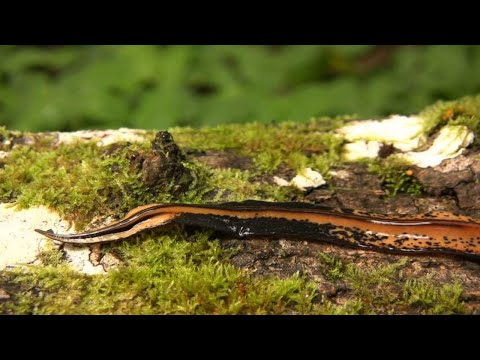 You Won't Believe These Salamander Facts! #SlenderSalamander #WildlifeFacts #Amphibians #Nature