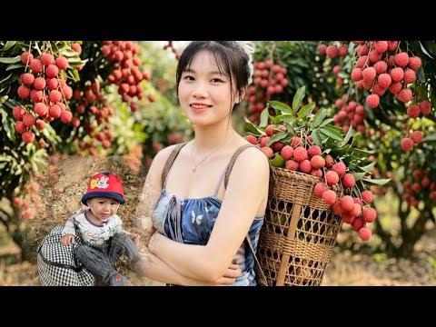 A girl goes to harvest lychees and comes across a homeless child. Will she adopt this child?