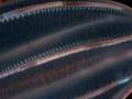 Blue Planet Fanvid