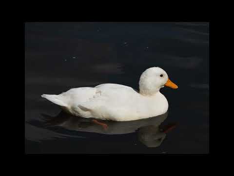 Dječje pjesmice / recitacije - PLIVA PATKA