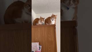 この猫は置物ではございません
