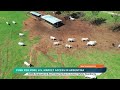 President Trump S Plan To Import Beef From Argentina Blasted By Cattle Producers