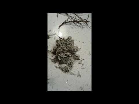 download lagu mp3 mp4 Sagebrush Tea, download lagu Sagebrush Tea gratis, unduh video klip Sagebrush Tea