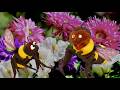 Sesame Street Episode 4286 Half Hour Edit HQ Recreation
