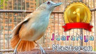Download lagu juaranya masteran nembak nyiul keras khas pelanduk semak cetak jawara burung lomba mp3