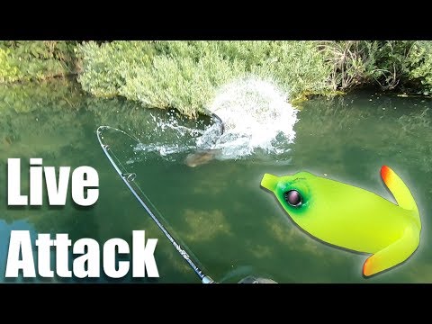 Mallefiskeri fra flydering