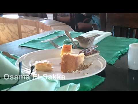 A Bird eating my Cake
