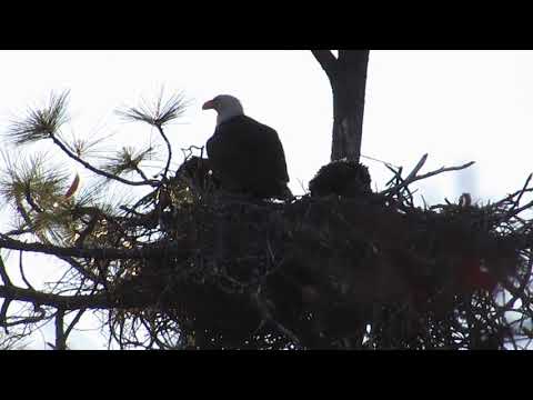 Red-tailed Hawklet being raised by Bald Eagles~Early Morning Feeding