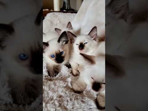 Sleepy Leena and Domino babies