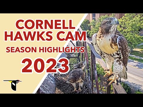 Cornell Hawks Cam: 2023 Season Highlights