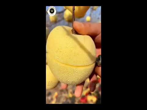 Surah Rehman With Amazing Fruits video❣️/ surah rehman / sorat rehamn