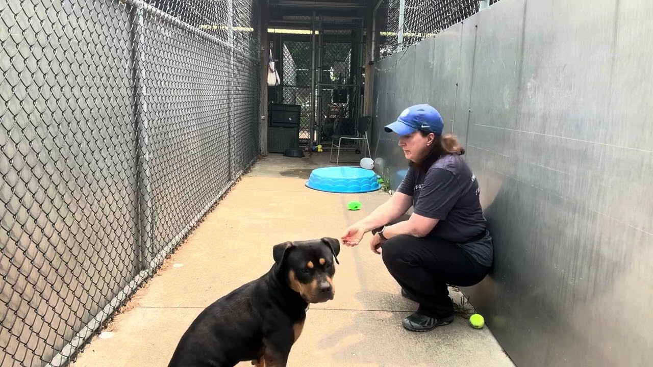 Molly video preview
