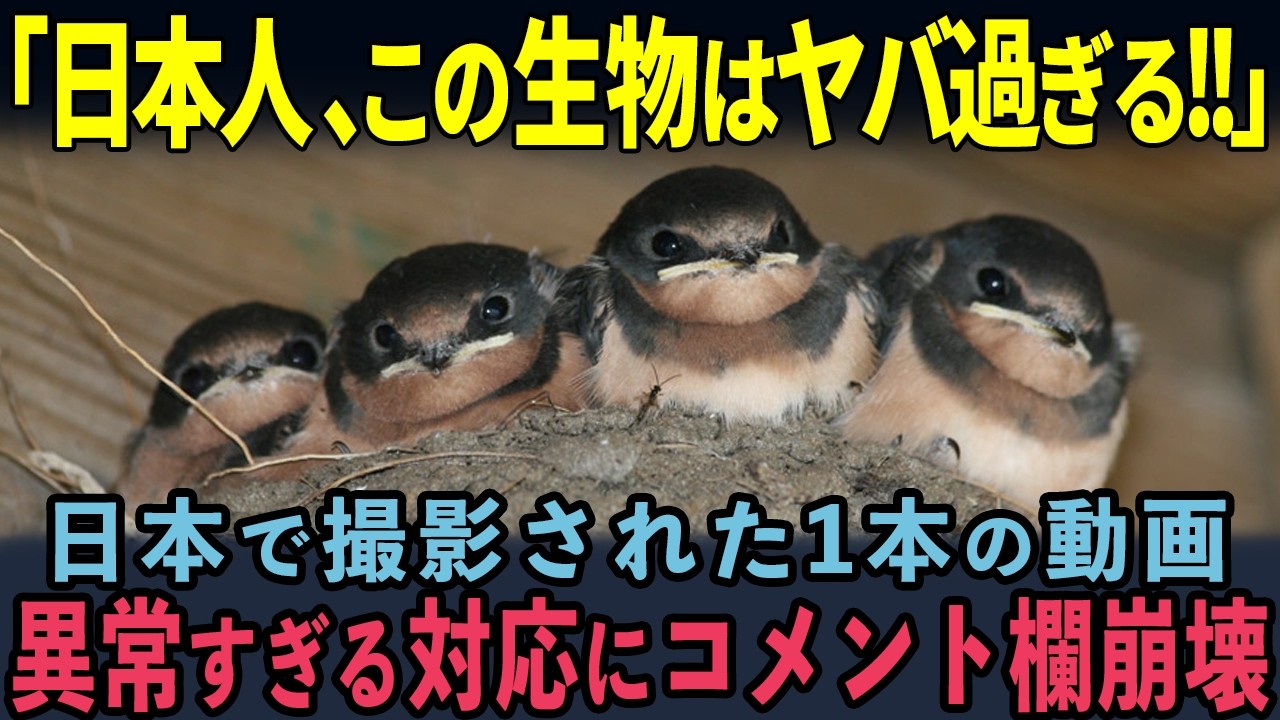 【海外の反応】「ツバメのために改札閉鎖！？」日本の駅で起きたツバメとの共生に世界が驚愕！