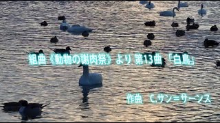 Download lagu サン=サーンス 組曲《動物の謝肉祭》より 第13曲 「白鳥」 mp3