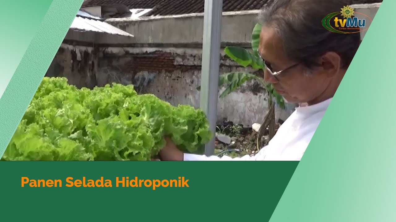 Kisah Siswa SD Muhammadiyah 24 Gajahan Sukses Berkebun Selada di Lahan Sekolah