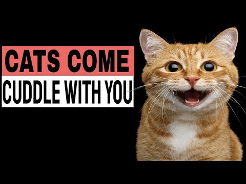 Sound That Makes Cats Come Cuddle With You ... - YouTube