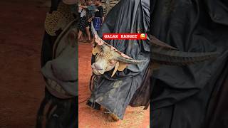 Download lagu Banteng Kebo Galak Mengamuk ‼️ #bantengan #bantengmacan #barongan mp3