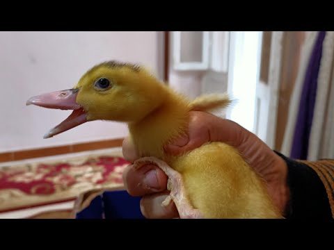 , title : 'البط ينمو بسرعه  🦆..مراحل نمو البط'