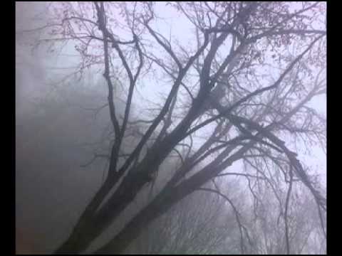 WinterForest-Dies Violae