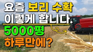 보리농사 5000평 수확 이렇게 몇시간만에 다합니다 보리재배 보리쌀 판매 늘보리 겉보리