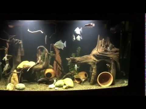 download lagu mp3 mp4 Myloplus Rubripinnis, download lagu Myloplus Rubripinnis gratis, unduh video klip Myloplus Rubripinnis