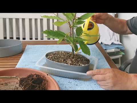 Maronenbaum Castanea Setiva als Bonsai.