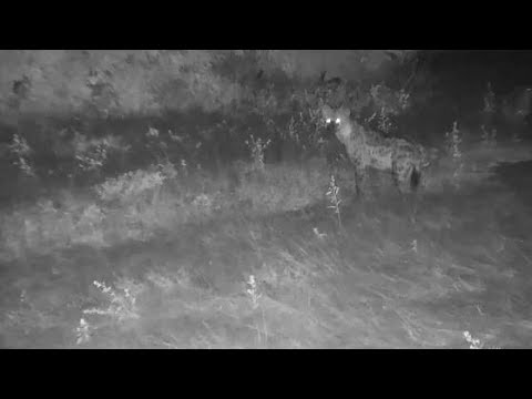 Djuma: Three Hyenas walk by - 22:40 - 03/27/20