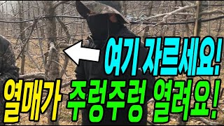 여기를 잘랐더니 열매가 크고 주렁주렁 많이 열려요! 초보자도 쉽게 따라하는 전정방법