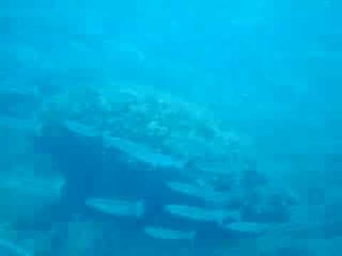 Schwarm an Meeräschen, Pula,Kroatien