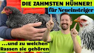 Zahme Hühner: Welche Hühnerrasse wird am zutraulichsten? Welche ist am besten für Anfänger/Neulinge