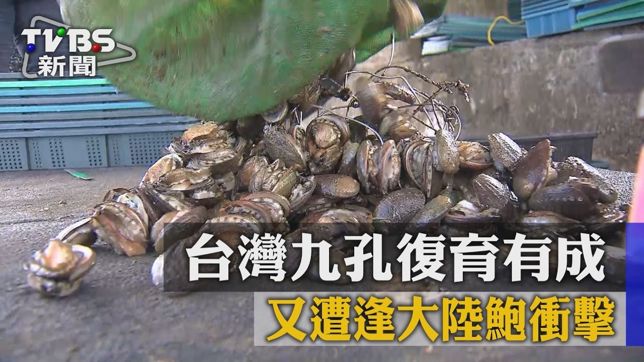 台灣九孔復育有成 又遭逢大陸鮑衝擊