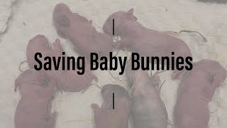 Saving Baby Bunnies-Watch this BEFORE you breed rabbits!