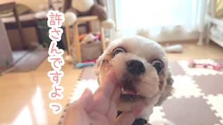 【犬のいる暮らし】お留守番をお願いした日の、むぎとゆずの一日
