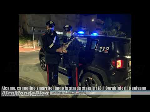 Alcamo, cagnolino smarrito lungo la strada statale 113. I Carabinieri lo salvano