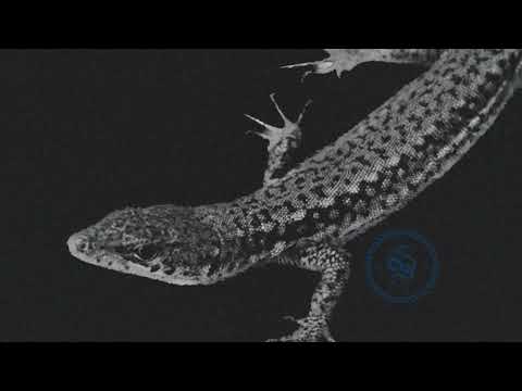 maatjet - LEPAS SHOW