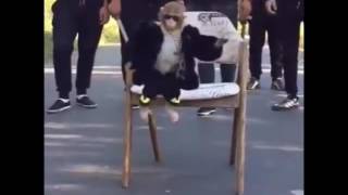 Funny monkey gangster walk