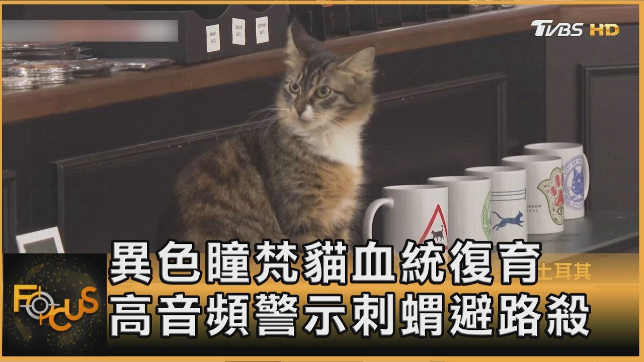 異色瞳梵貓血統復育 高音頻警示刺蝟避路殺
