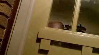 Scary Trick 'r Treater- Funny Halloween Prank