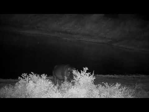 Djuma: Hippo getting active then leaves the dam - 00:20 - 10/22/2022