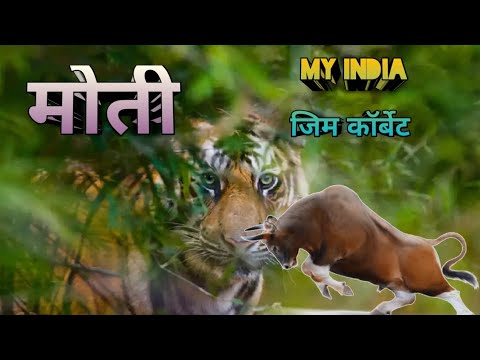 मोती । Jim Corbett Hunting Stories । My India Jim Corbett Shikar Story । Story Narration In Hindi