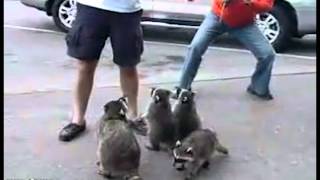 Funny Animals Compilation 2013