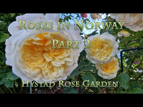 126 roses in Norway. Part 2
