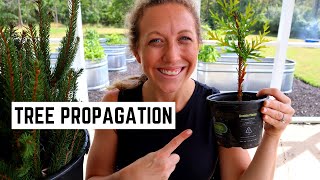 How to Grow Christmas Trees from Cuttings |  Christmas Tree Propagation