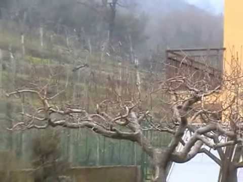 3° RONDE DEL SOAVE E DEL DURELLO VERONESI-BOSCAIN