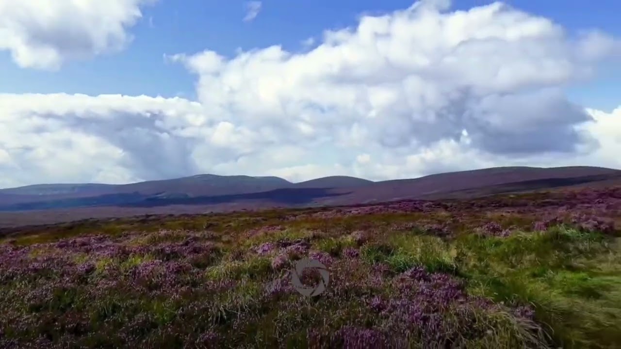 💜 Heather Bloom in Ireland – Purple Magic of the Wicklow Mountains | Nature & Travel Cinematic