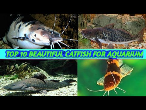 Top 10 beautiful catfishes for aquarium||catfish that can be kept in aquarium||list of catfishes||