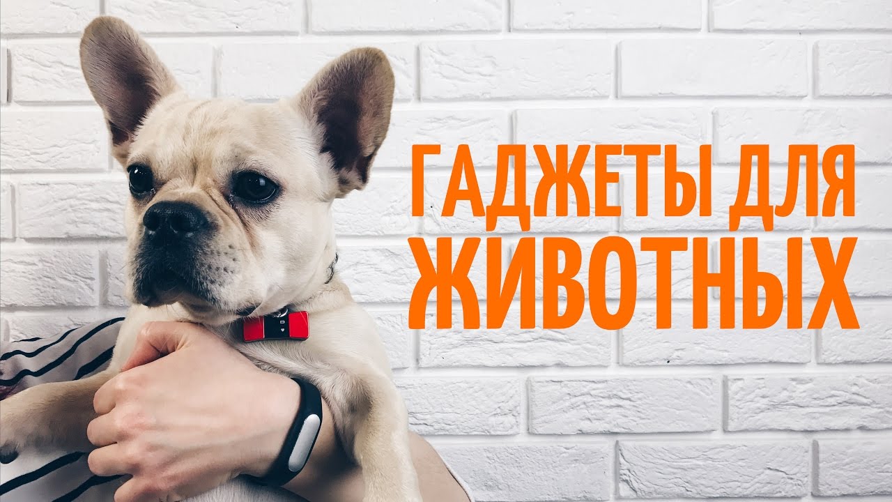 Фитнес-трекер для животных PetFit (Red) video preview