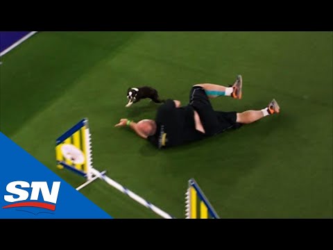 Watch Owner Trip And Fall Ruining His Dog's Performance At Westminster Dog Show